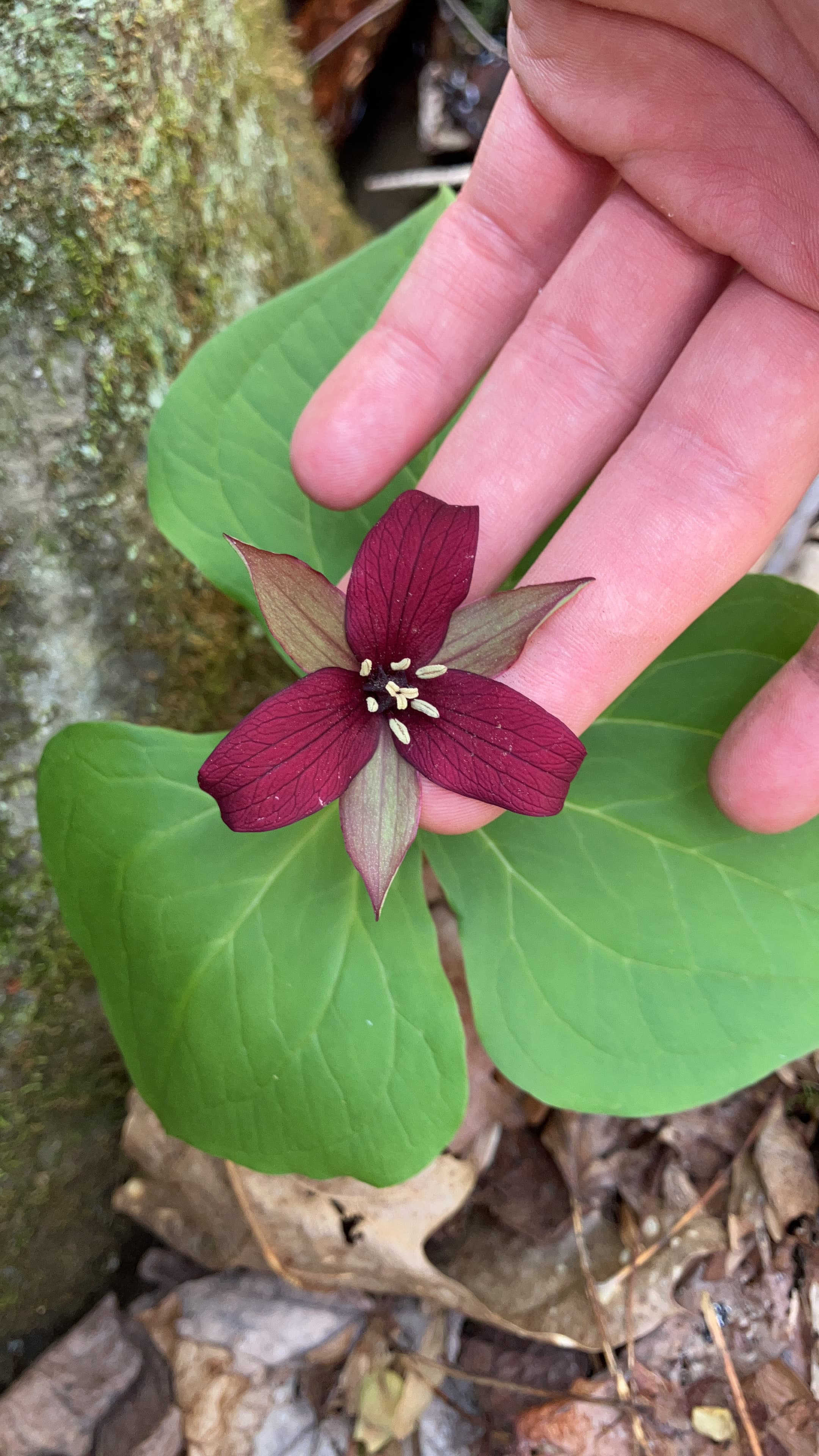 Red Trillium