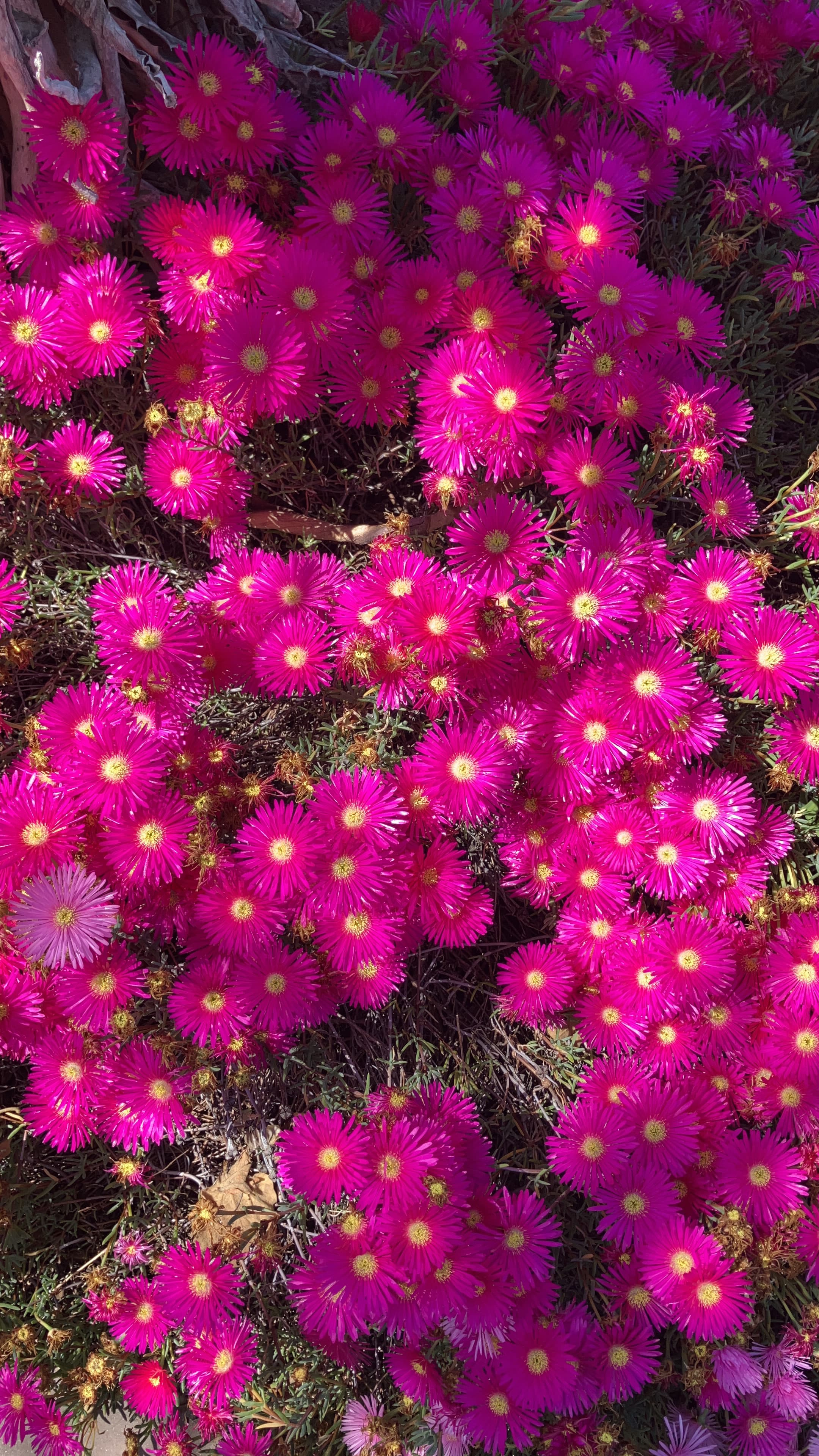 Ice Plant